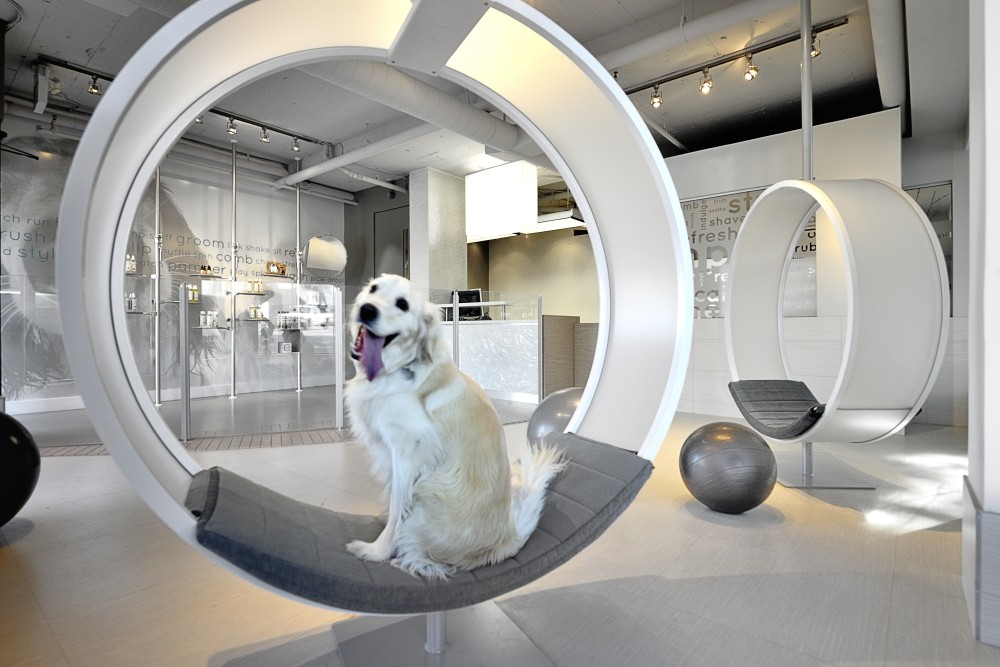 Дизайн спа-салона для собак в Ванкувере, Канада